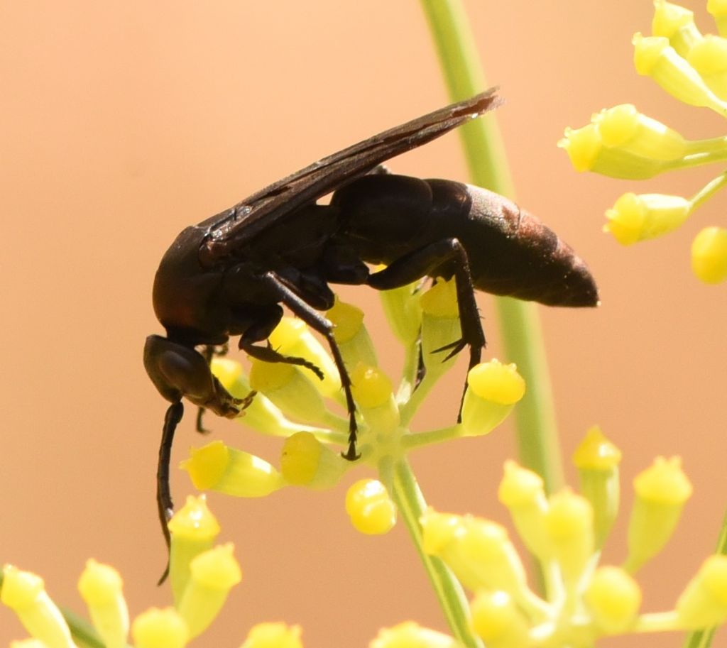 Pompilidae: sospetta Eoferreola manticata. Quasi, cf. Ferreola diffinis