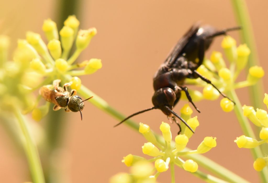 Pompilidae: sospetta Eoferreola manticata. Quasi, cf. Ferreola diffinis