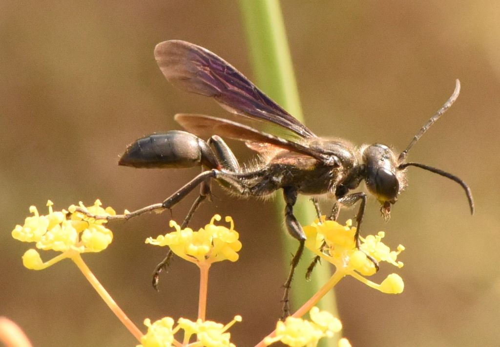 Sphecidae: Isodontia mexicana? S.