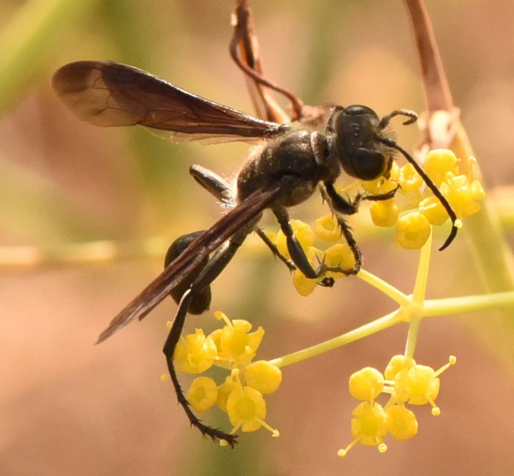 Sphecidae: Isodontia mexicana? S.