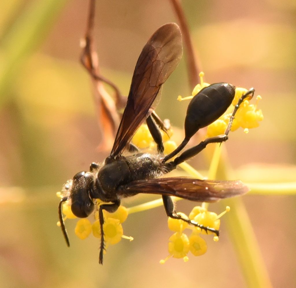 Sphecidae: Isodontia mexicana? S.