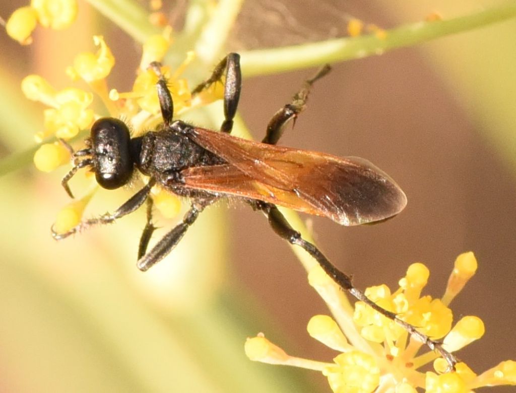 Sphecidae: Prionyx subfuscatus? S, maschio
