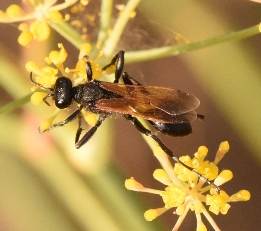 Sphecidae: Prionyx subfuscatus? S, maschio