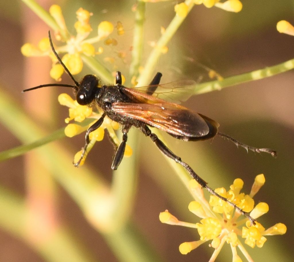 Sphecidae: Prionyx subfuscatus? S, maschio