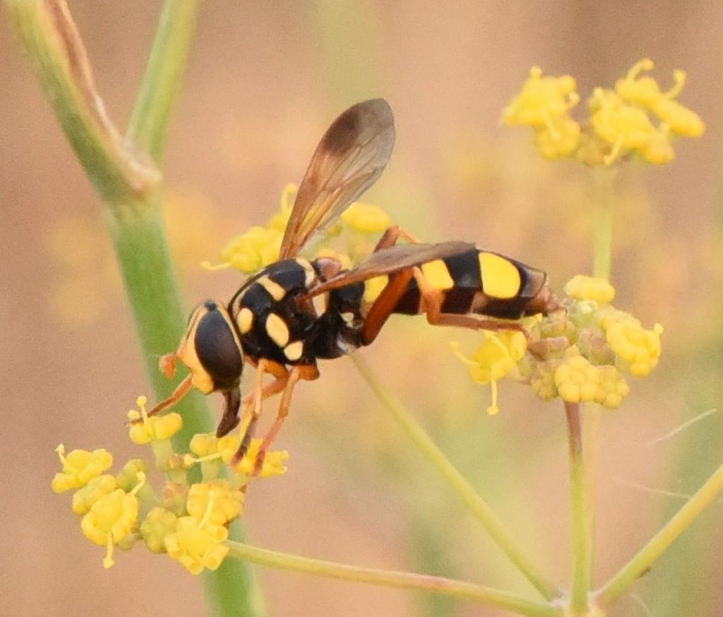 Syrphidae: Milesia semiluctifera