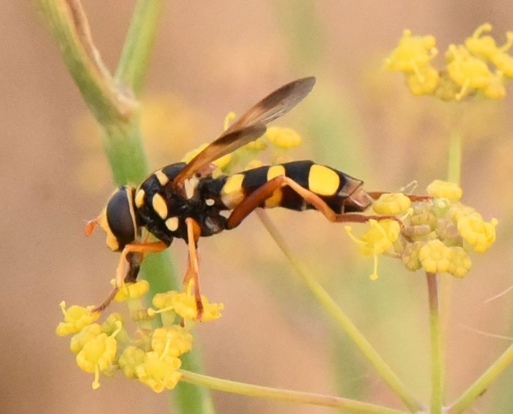 Syrphidae: Milesia semiluctifera