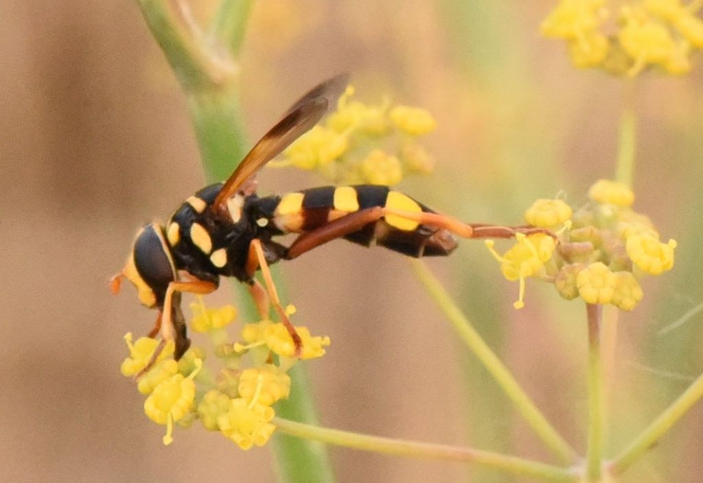 Syrphidae: Milesia semiluctifera