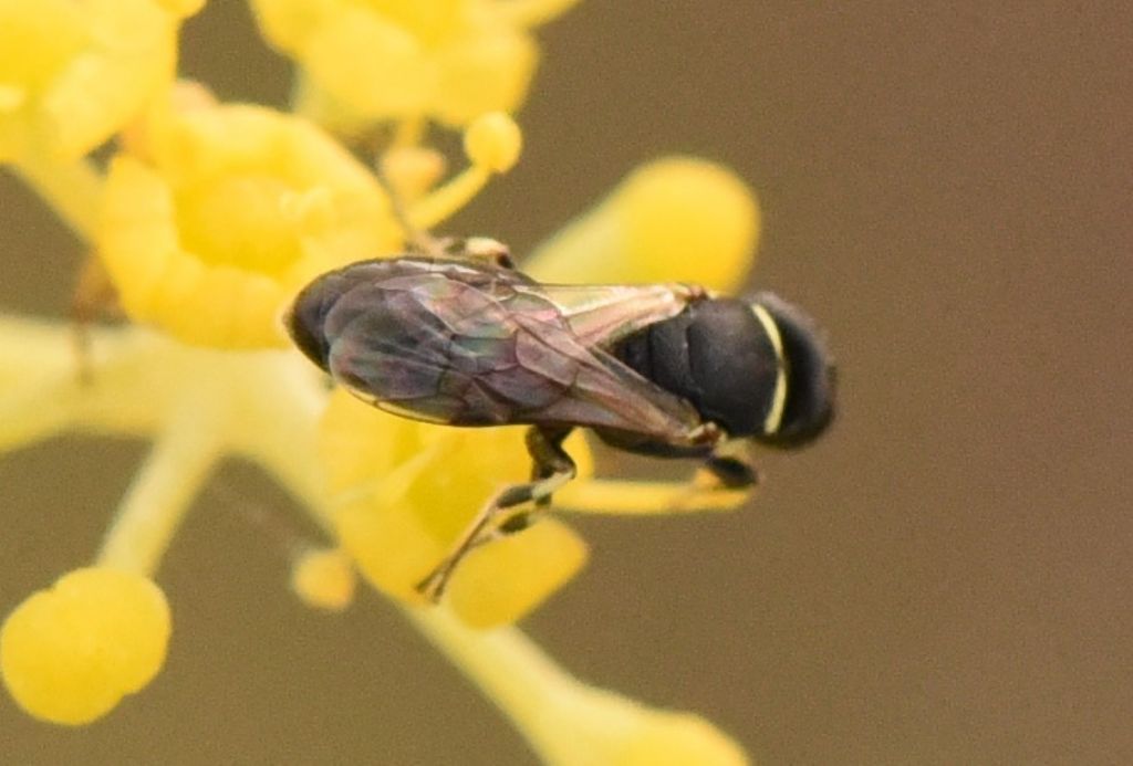 Apidae Colletinae: Hylaeus? sp.?