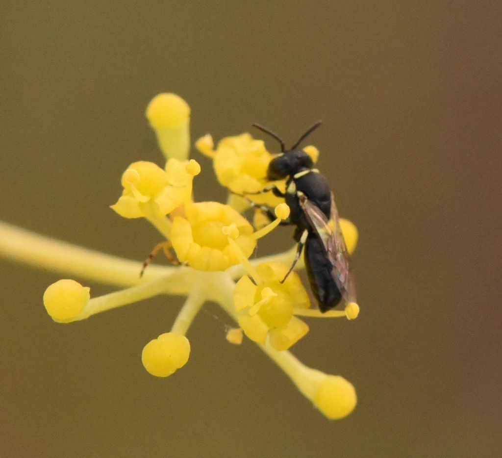 Apidae Colletinae: Hylaeus? sp.?