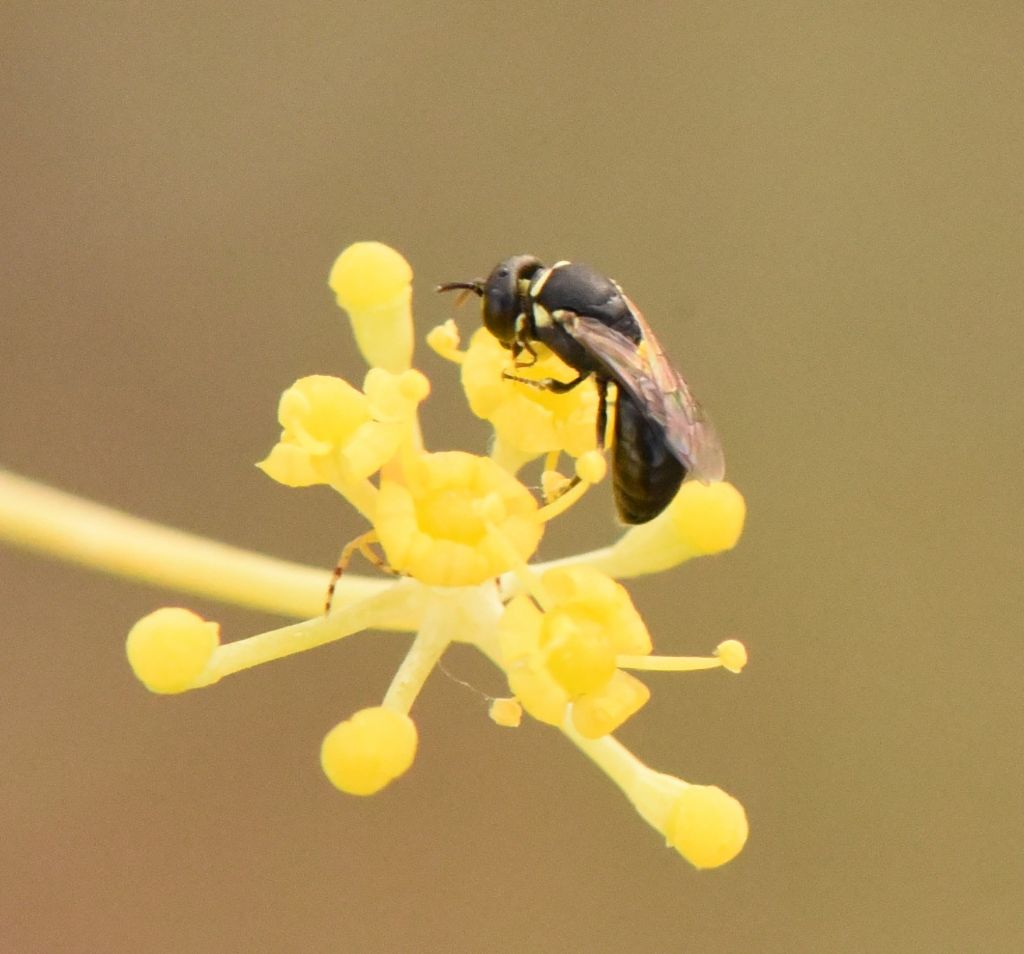 Apidae Colletinae: Hylaeus? sp.?