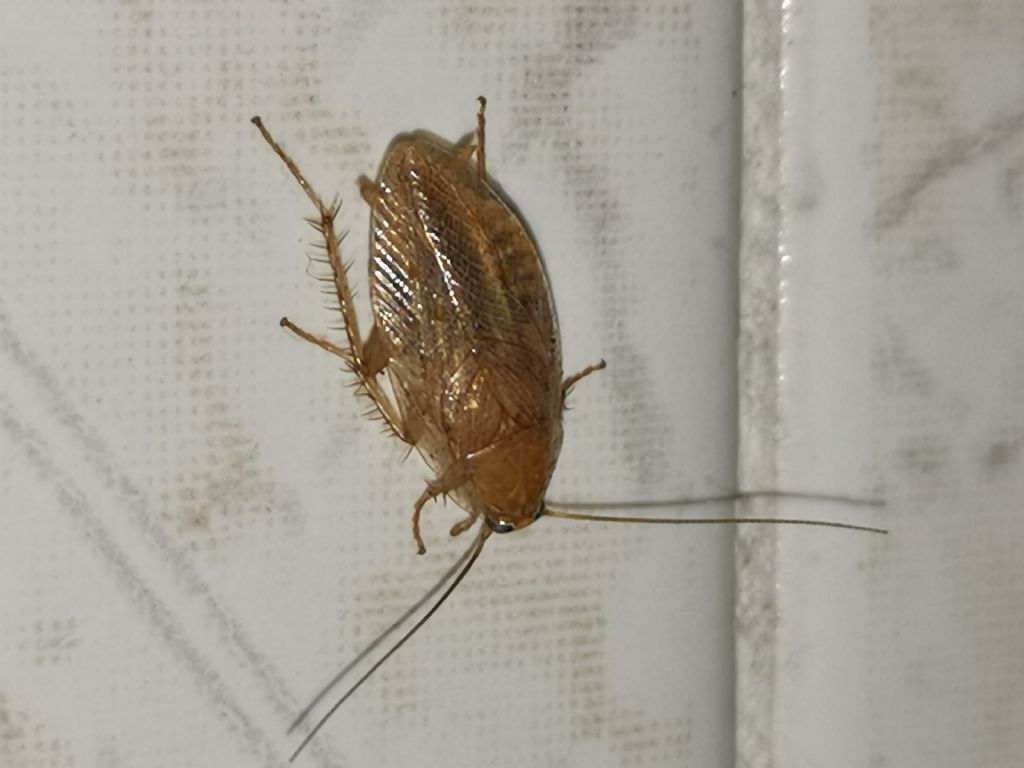 Ectobius vittiventris?