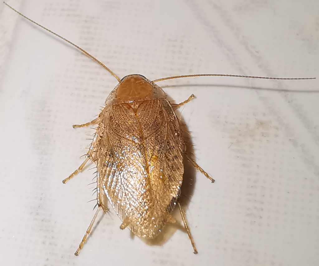 Ectobius vittiventris?