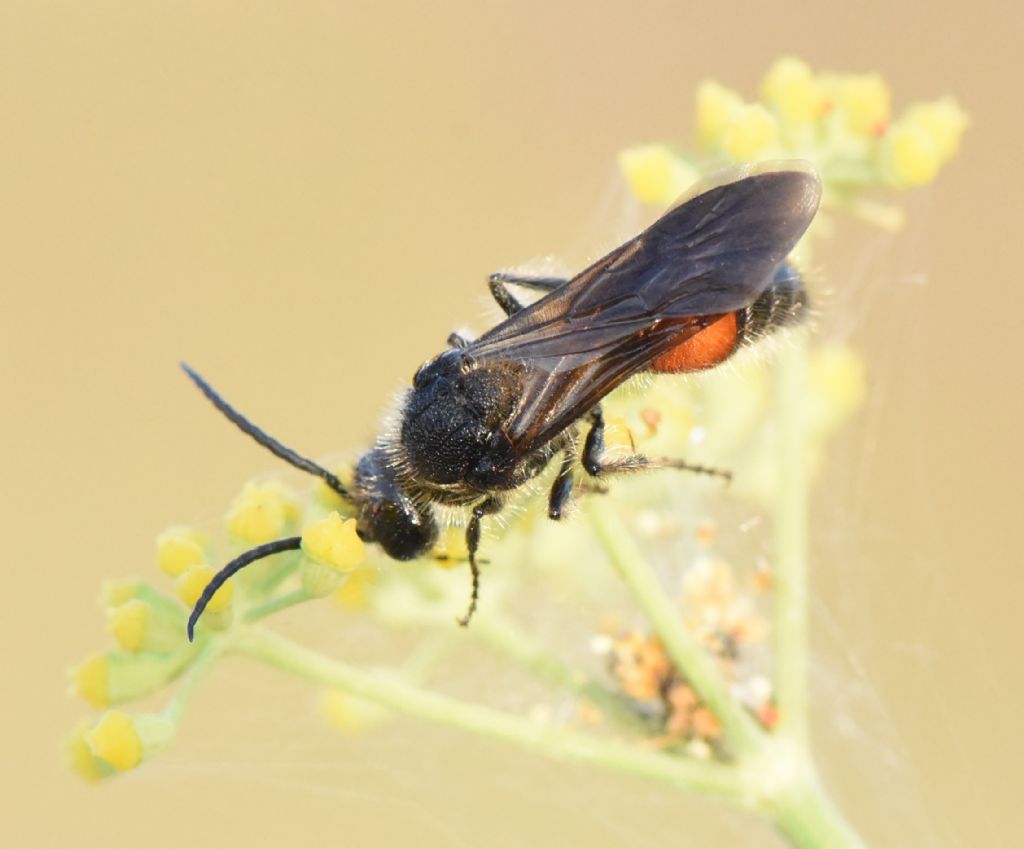 Mutillidae: Tropidotilla litoralis, maschio? S.