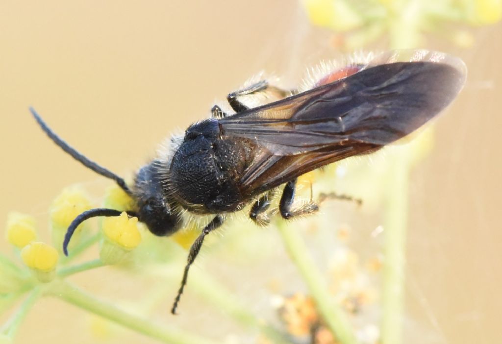 Mutillidae: Tropidotilla litoralis, maschio? S.