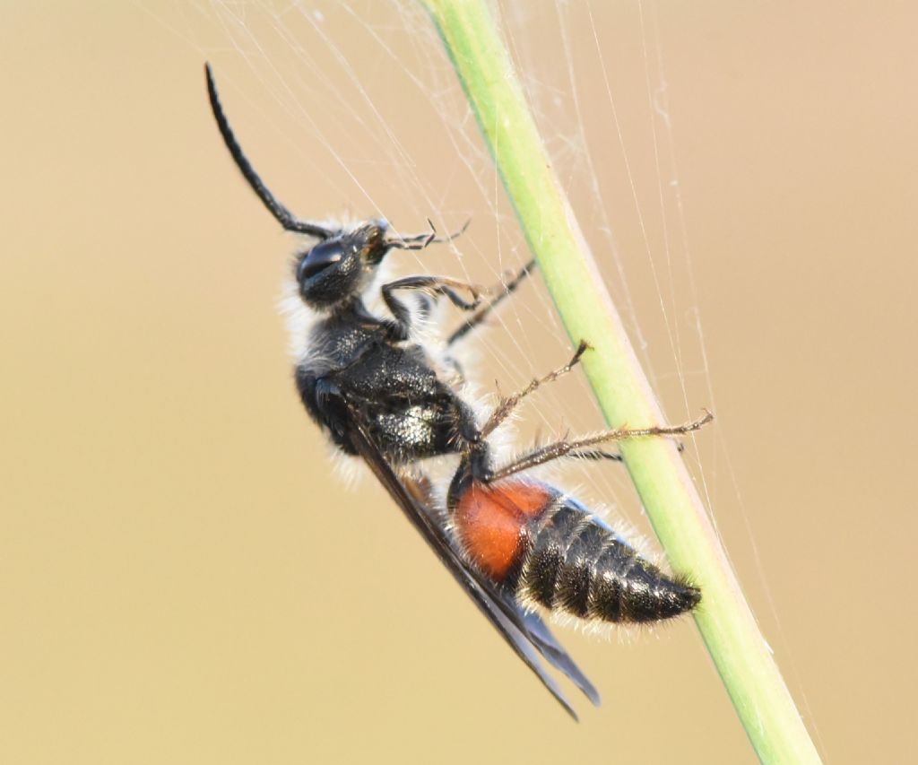 Mutillidae: Tropidotilla litoralis, maschio? S.