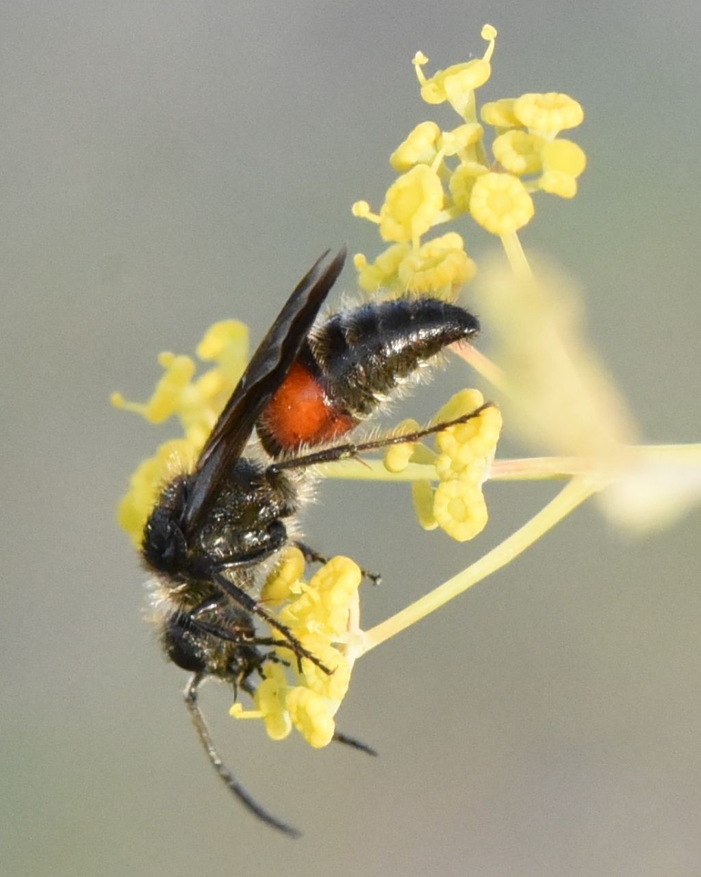 Mutillidae: Tropidotilla litoralis, maschio? S.