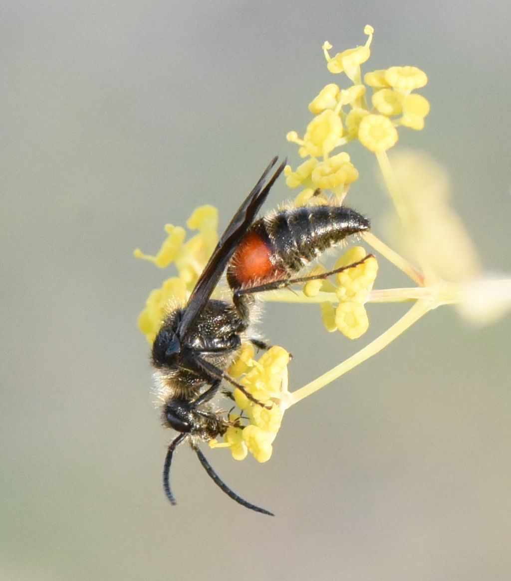 Mutillidae: Tropidotilla litoralis, maschio? S.
