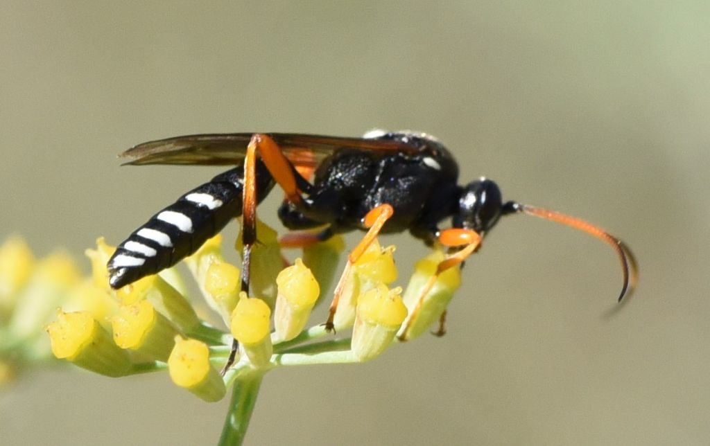 Ichneumonidae: Eutanyacra glaucatoria?  S