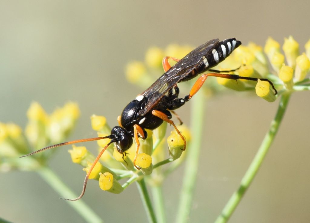 Ichneumonidae: Eutanyacra glaucatoria?  Sì