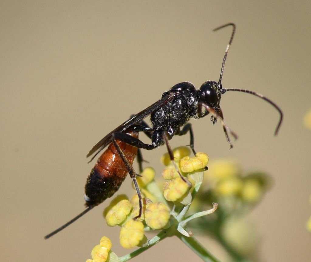 Ichneumonidae: Agrothereutes sp., femmina