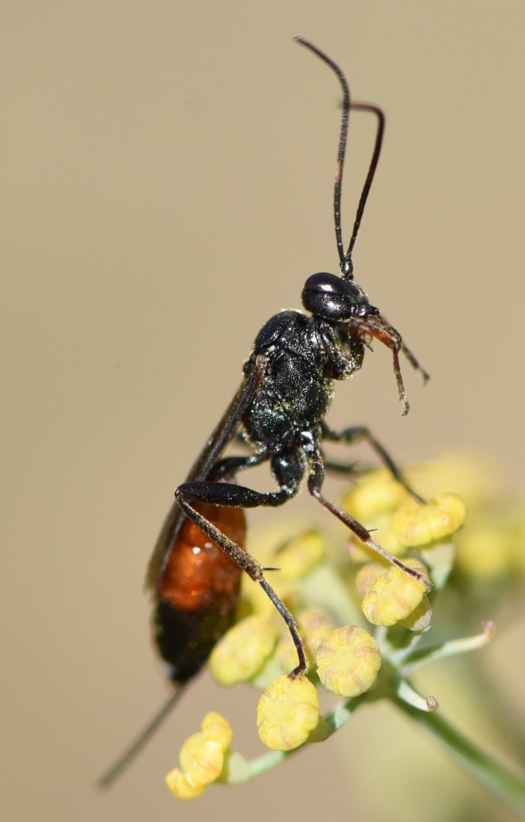 Ichneumonidae: Agrothereutes sp., femmina