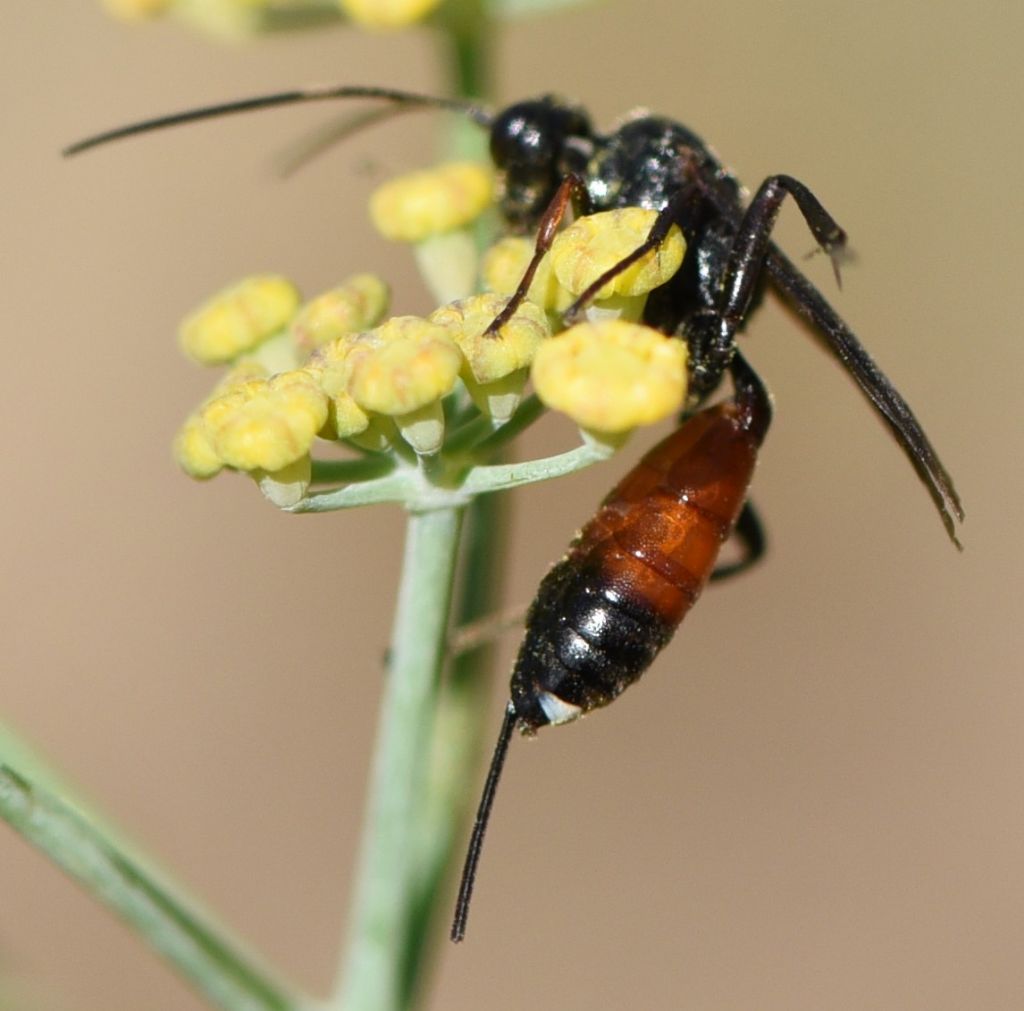 Ichneumonidae: Agrothereutes sp., femmina