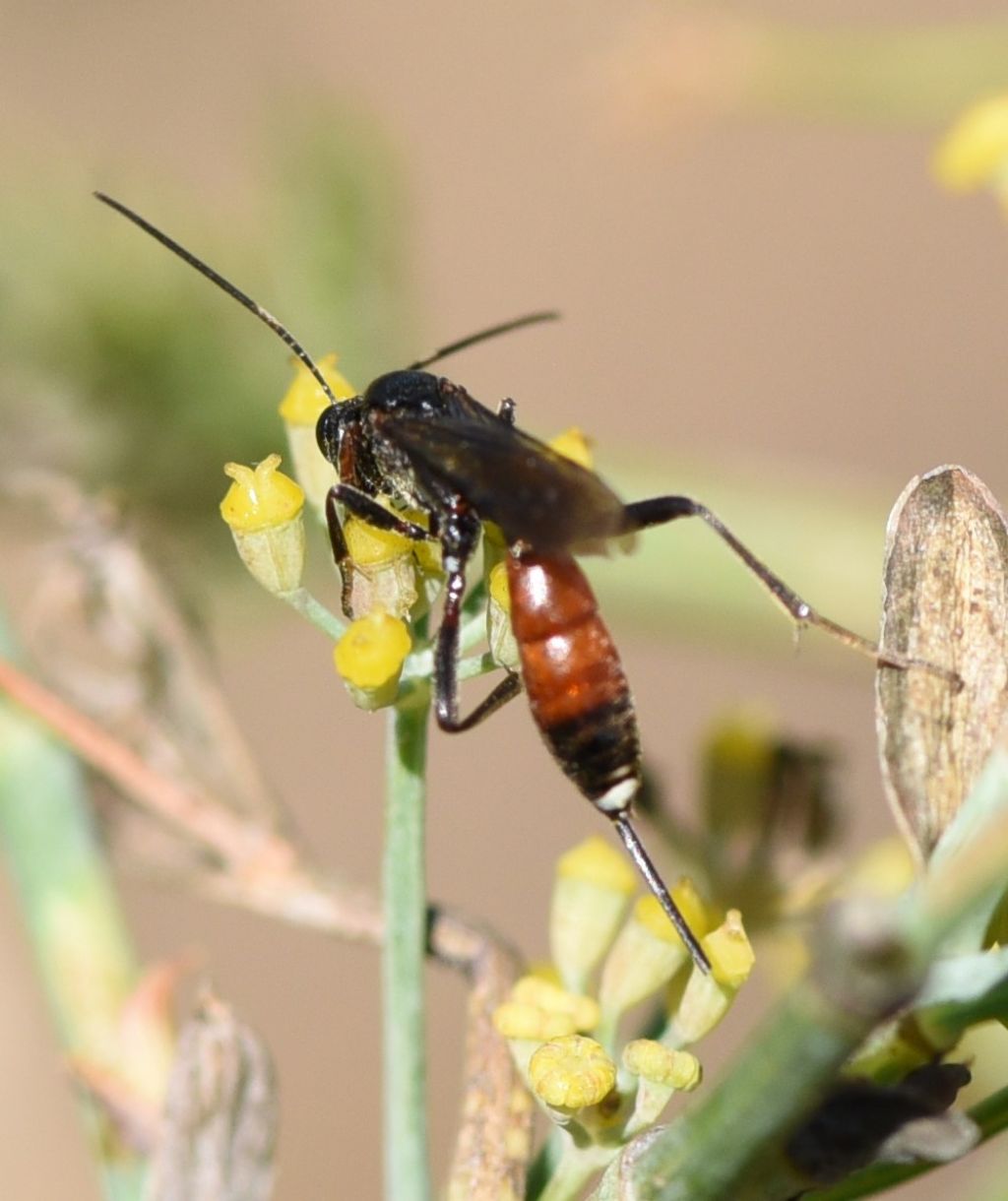 Ichneumonidae: Agrothereutes sp., femmina