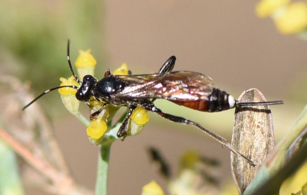 Ichneumonidae: Agrothereutes sp., femmina