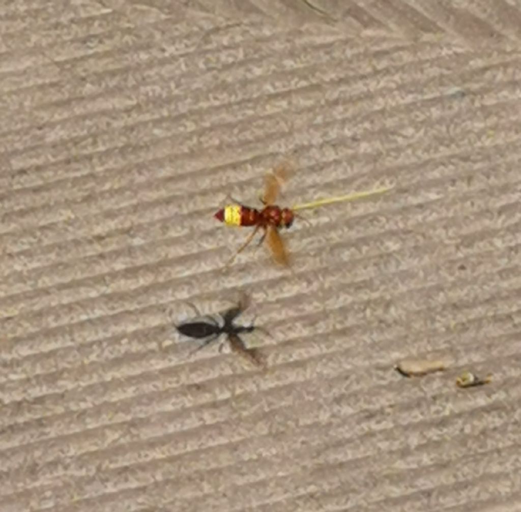 Vespidae: Vespa orientalis