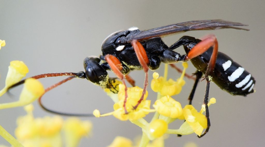 Ichneumonidae: Eutanyacra glaucatoria