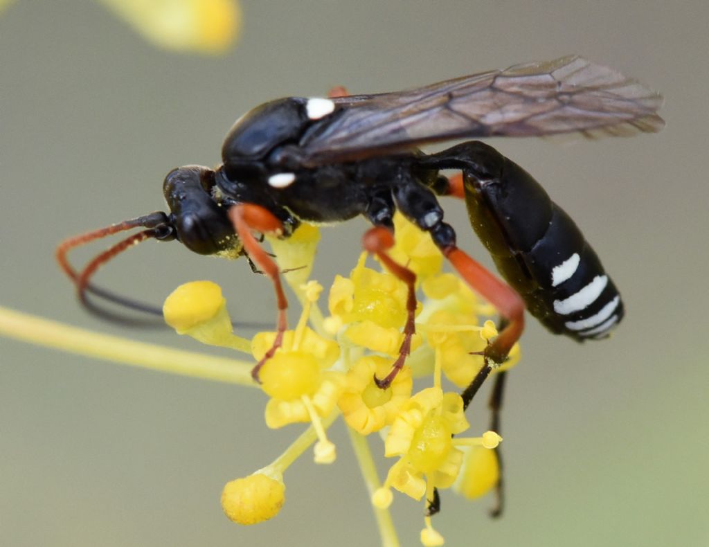 Ichneumonidae: Eutanyacra glaucatoria