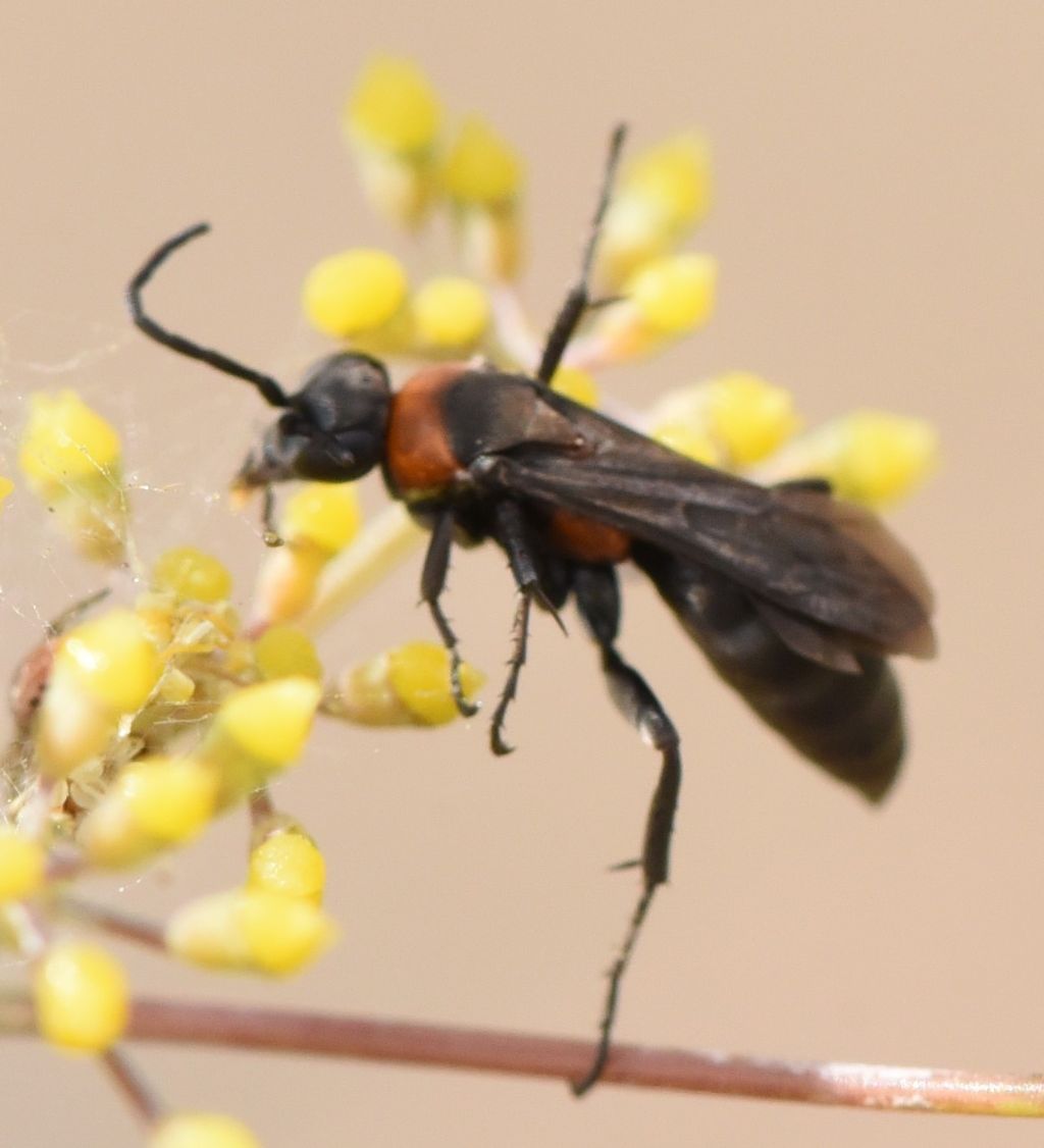 Pompilidae: Eoferreola manticata? S.