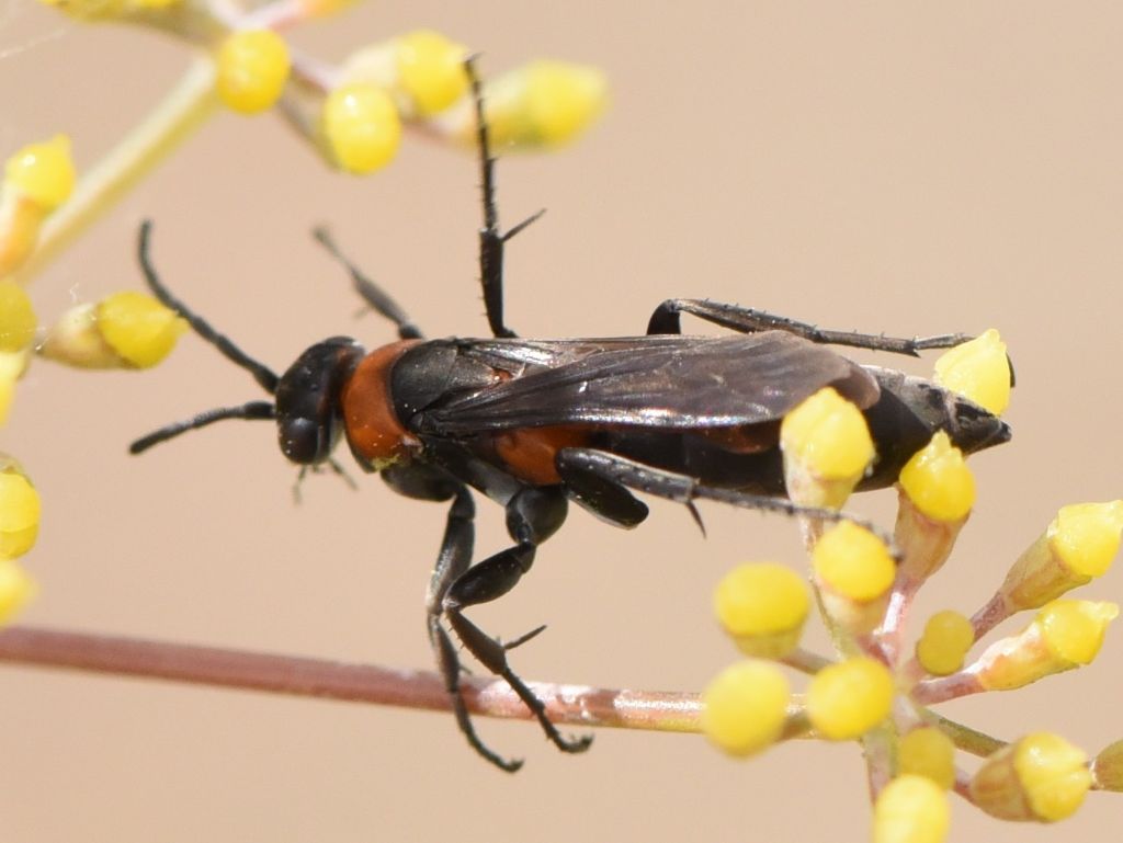 Pompilidae: Eoferreola manticata? S.