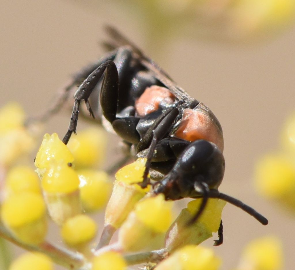 Pompilidae: Eoferreola manticata? S.