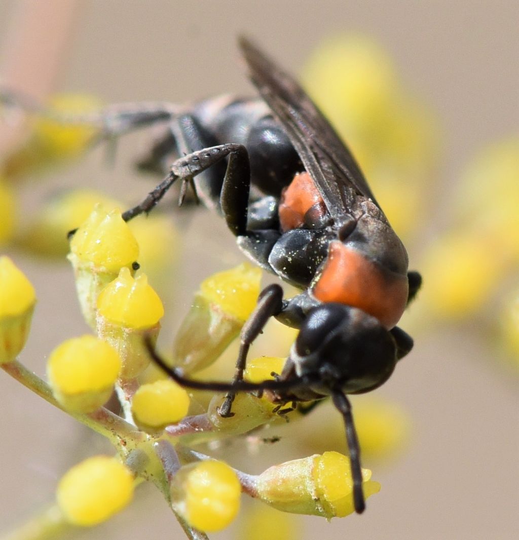 Pompilidae: Eoferreola manticata? S.