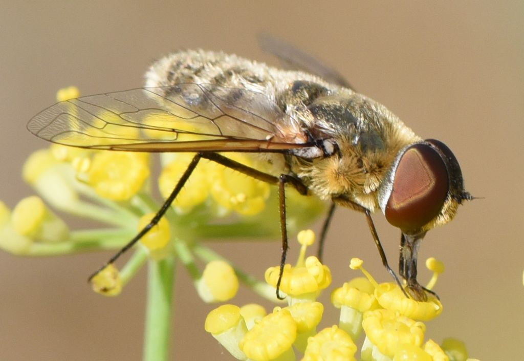 Bombyliidae? Villa?  S, Villa sp.