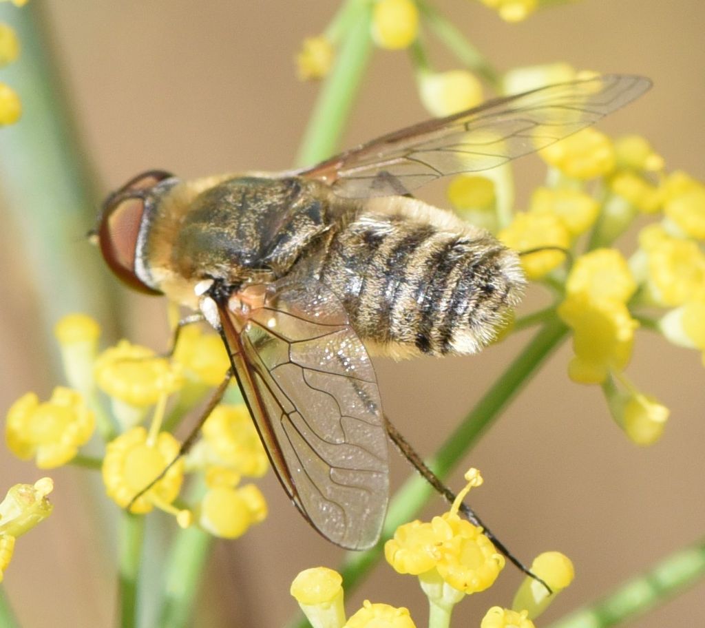 Bombyliidae? Villa?  S, Villa sp.