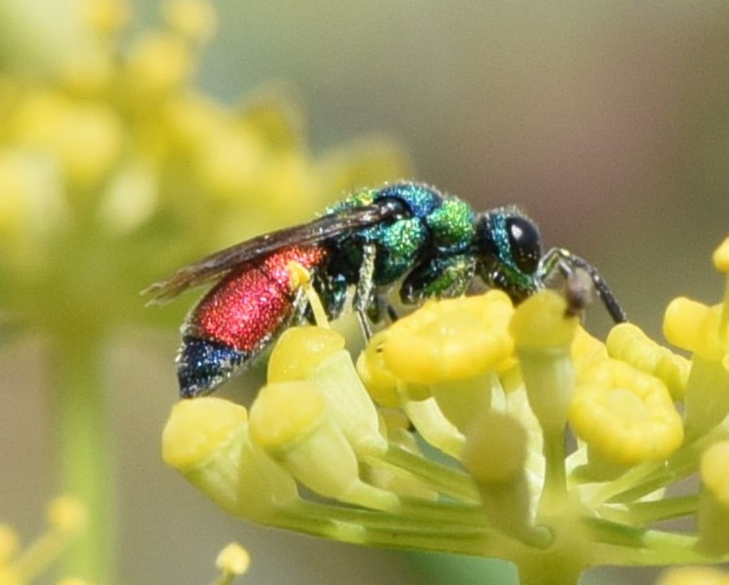 Chrysididae: Chrysis insperata?