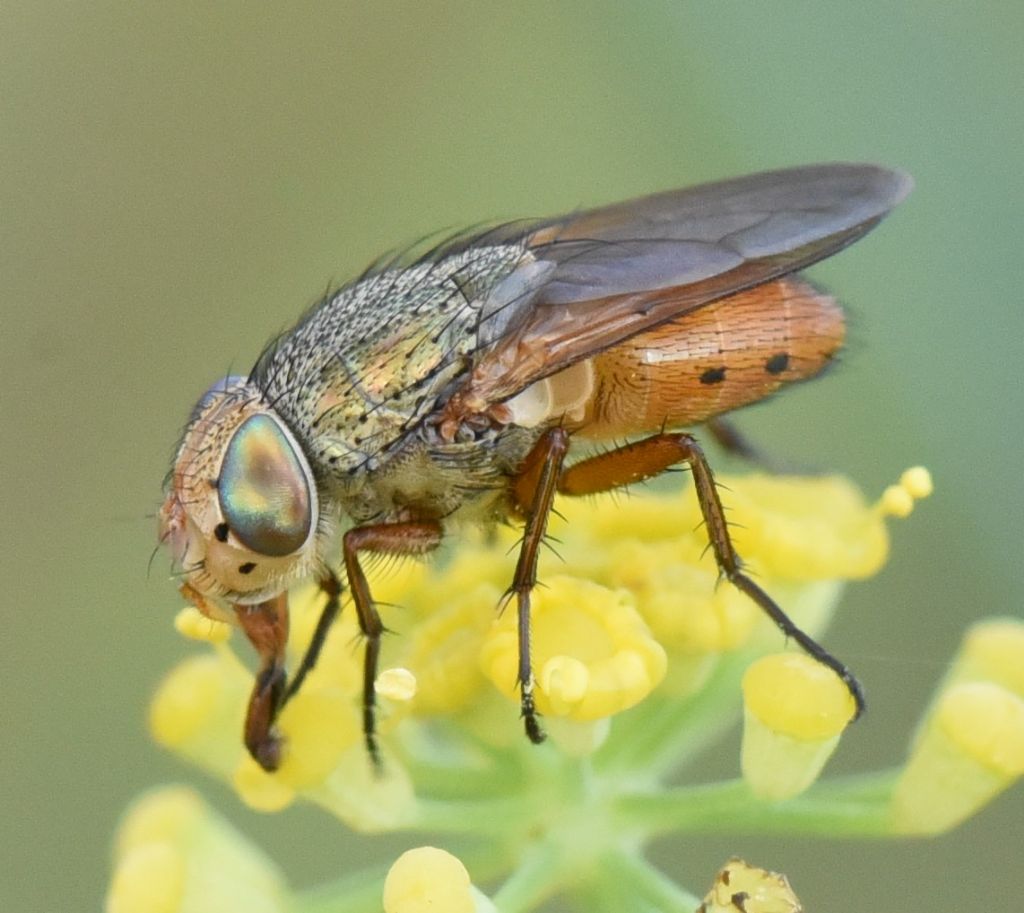 Calliphpridae: Rhyncomya sp.