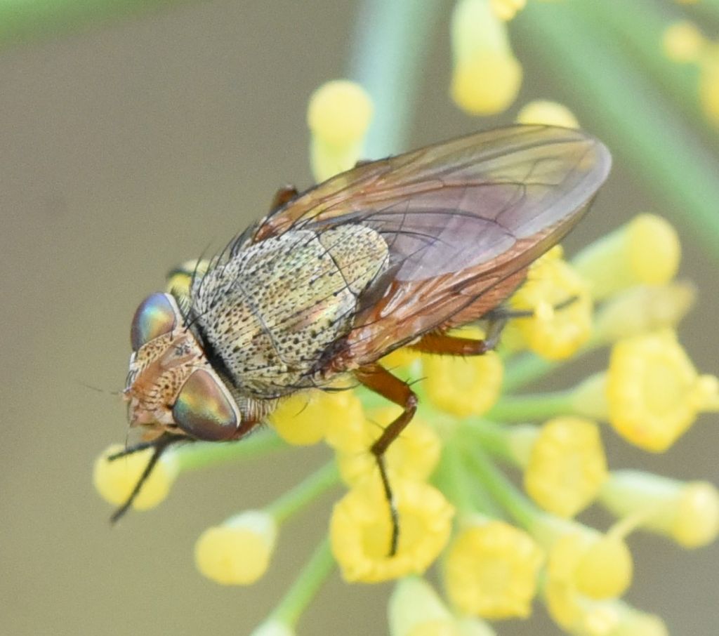Calliphpridae: Rhyncomya sp.