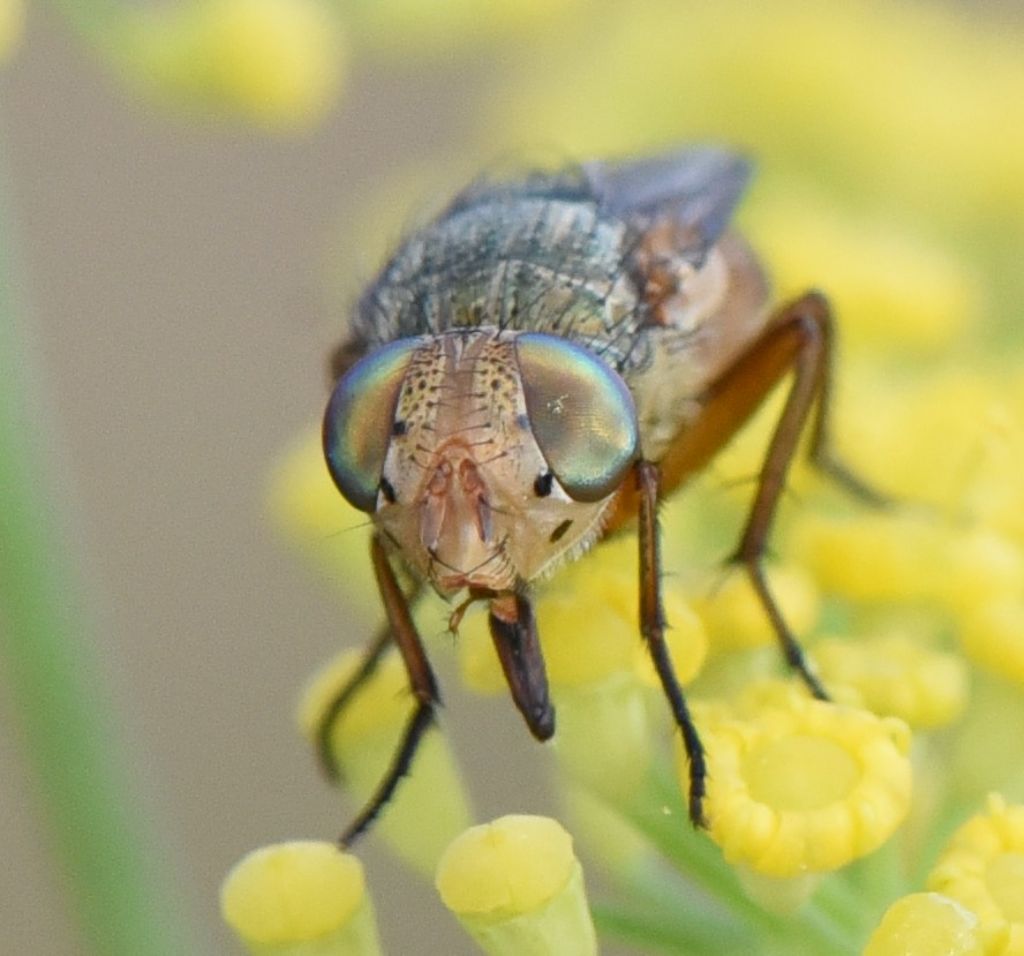 Calliphpridae: Rhyncomya sp.