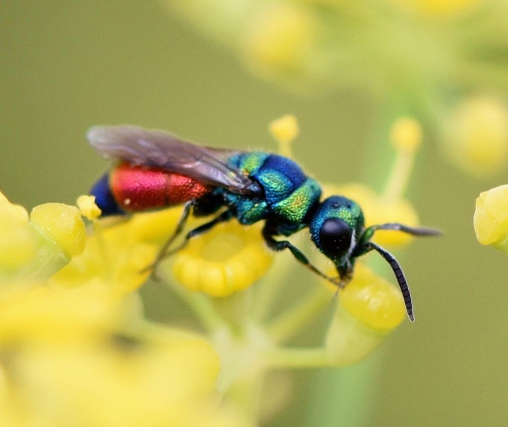 Chrysididae: Chrysis insperata?