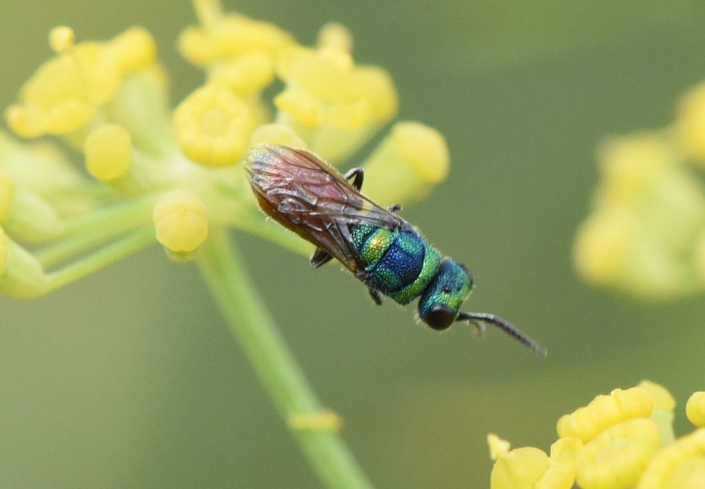 Chrysididae: Chrysis insperata?