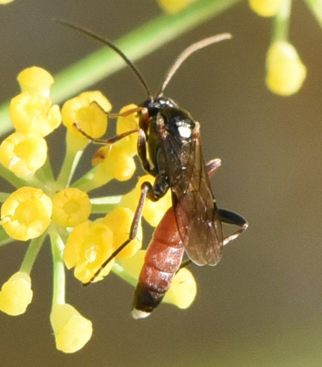 Ichneumonidae Ichneumoninae sp.