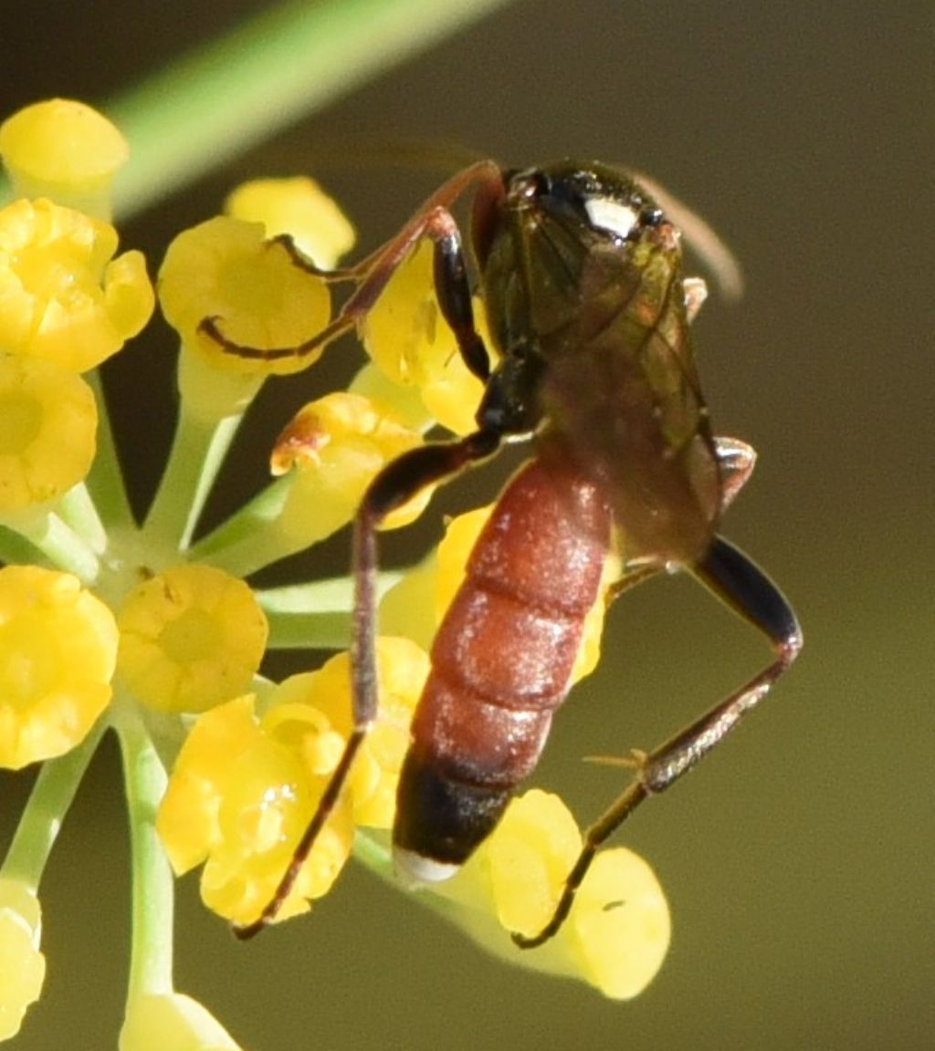 Ichneumonidae Ichneumoninae sp.