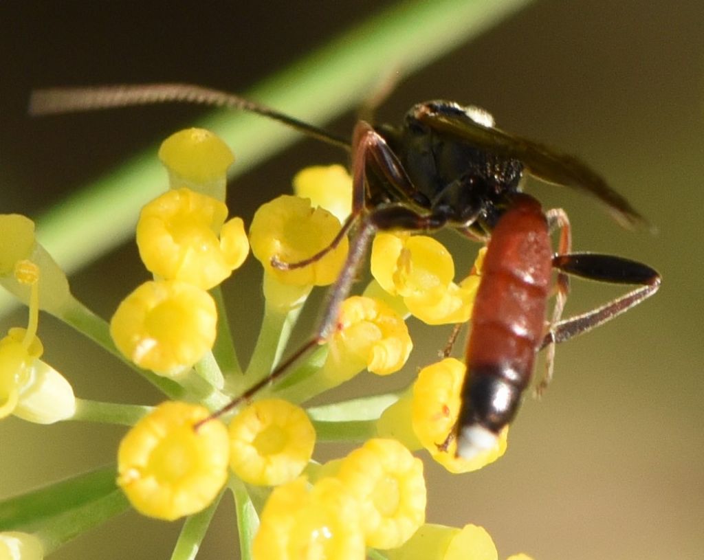 Ichneumonidae Ichneumoninae sp.