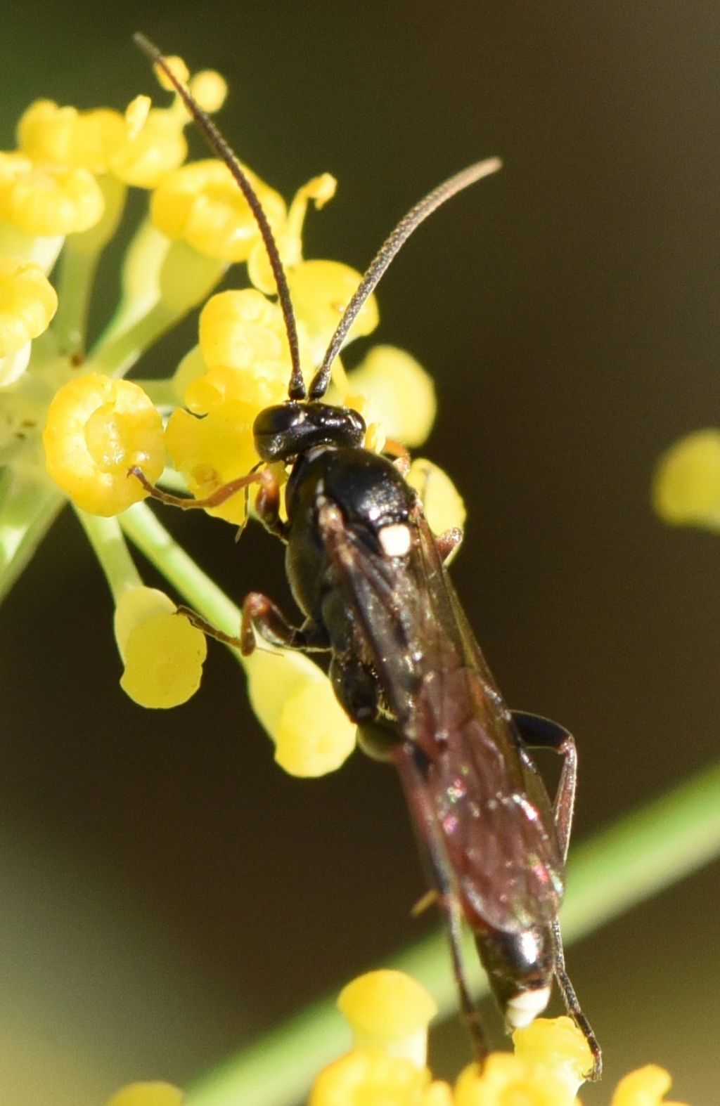 Ichneumonidae Ichneumoninae sp.