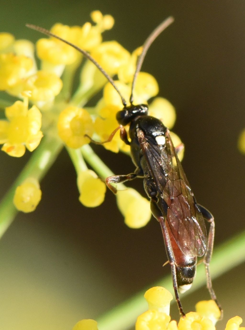 Ichneumonidae Ichneumoninae sp.