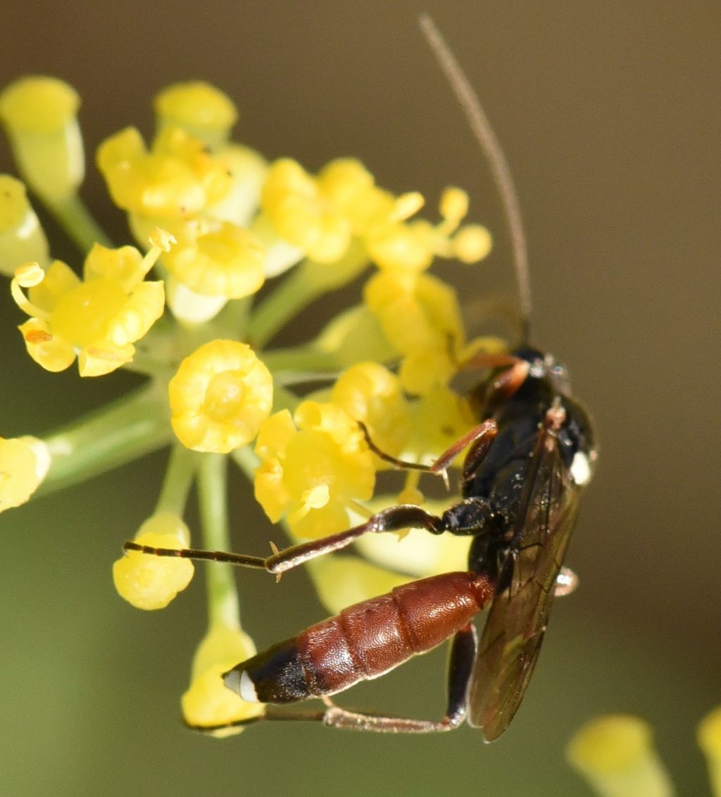 Ichneumonidae Ichneumoninae sp.