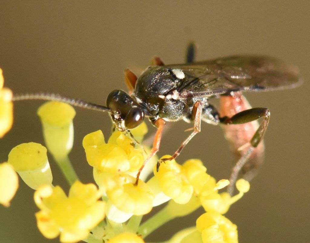 Ichneumonidae Ichneumoninae sp.